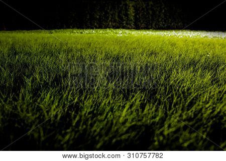 Grasses On The Ground In The Dark Night Garden With Spotlight Light.