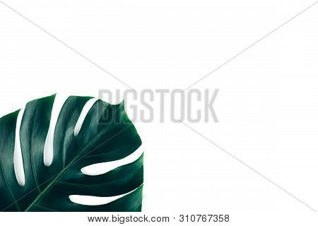 One Tropical Jungle Monstera Leaf Isolated On White Background. Flat Lay Style.