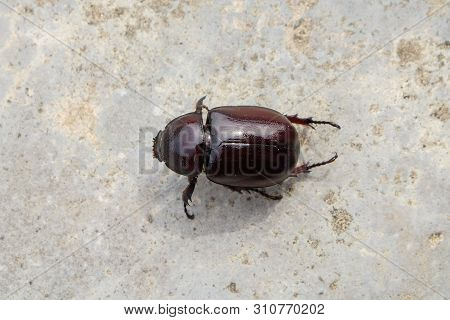The Beetle Death Laying Down On Concrete, Onthophagus Gazella Is A Species Of Scarab Beetle,beetle D
