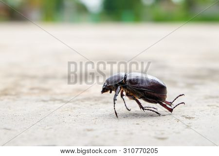 The Beetle Death Laying Down On Concrete, Onthophagus Gazella Is A Species Of Scarab Beetle,beetle D
