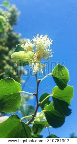Linden Tree (linden Tree) Linden Blossom In Natural Environment