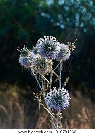 Southern Globethistle Echinops Ritro In Bloom. Blue Thistles