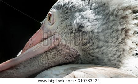 Close-up  View Of Pelican Cross-billed Deformity, Twisted Mouth.