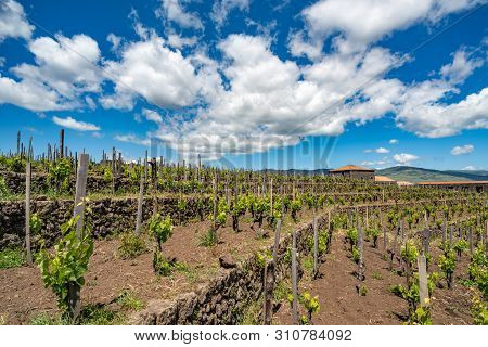 Vineyard Of The Mount Etna In Sicily, Italy