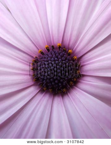 Daisy Center
