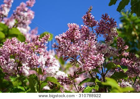 Lilac Flowers On Blue Sky Background In Spring. Close-up