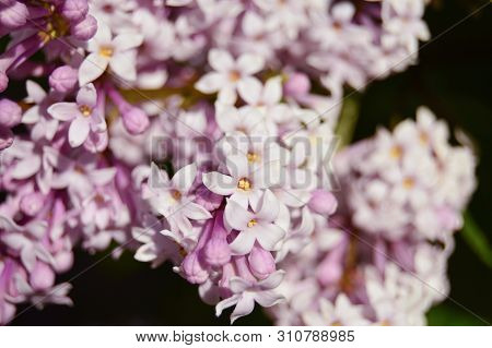 Beautiful Lilac Flowers Background. Spring. Blooming. Close-up