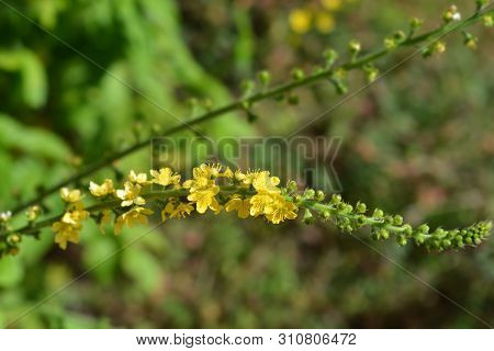 Common Agrimony Yellow Flower - Latin Name - Agrimonia Eupatoria