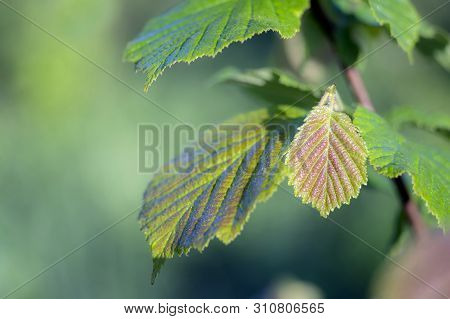 Young Green Hazel Leaf With A Brown Tint On The Background Of A Beautifully Blurred Green Mass Of Le