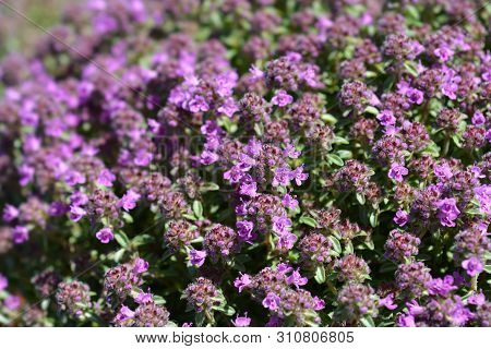 Breckland Thyme Flowers - Latin Name - Thymus Serpyllum