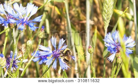 Close Up Of Bumblebee On Iris Flower. Summer Nature Concept.