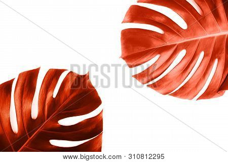 Coral Tropical Jungle Monstera Leaves Isolated On White Background. Flat Lay Style.