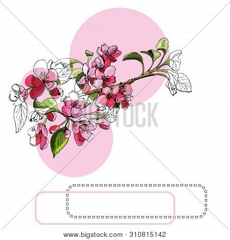 Composition With  Blossoming Pink  Branch Of Apple Tree, Circles And Frame. Hand Drawn Ink And Color