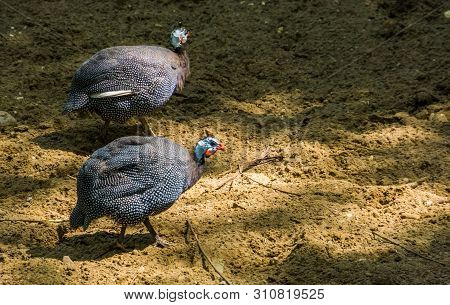 Couple Of Helmeted Guineafowls Walking Together In The Sand, Popular Tropical Bird Specie From Afric
