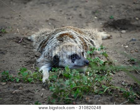 Meerkat Lying On Its Stomack On The Ground, Playful Expression