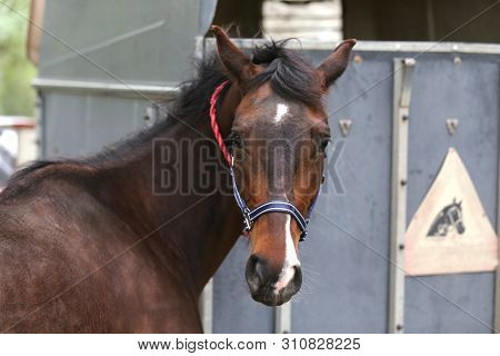 Beautiful Young Sport Horse Looking Back In Front Of A Special Horse Trailer Before Training