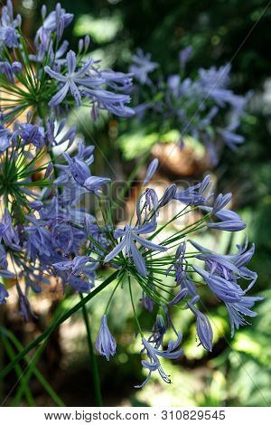 Beautiful African Lily, Agapanthus Africanus, Purple Flower With White Stripes From The Family Agapa
