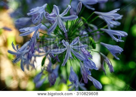 Beautiful African Lily, Agapanthus Africanus, Purple Flower With White Stripes From The Family Agapa