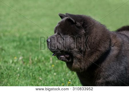 Cute Chow Chow On A Green Meadow Close Up. Pet Animals.