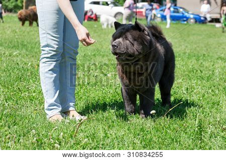 Owner Is Feeding Its Chow Chow. Cute Chow Is Standing On A Green Grass. Pet Animals.