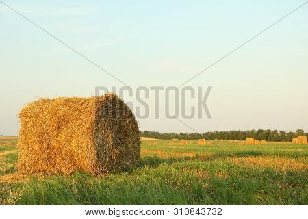Straw Bales Of Hay In The Stubble Field, Space For Text