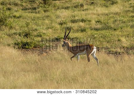 Young Female Antelope In The Savannah Of Samburu Park In Central Kenya ,samburu National Reserve, Ke