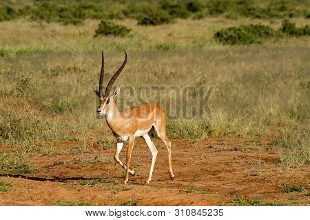 Young Female Antelope In The Savannah Of Samburu Park In Central Kenya ,samburu National Reserve, Ke