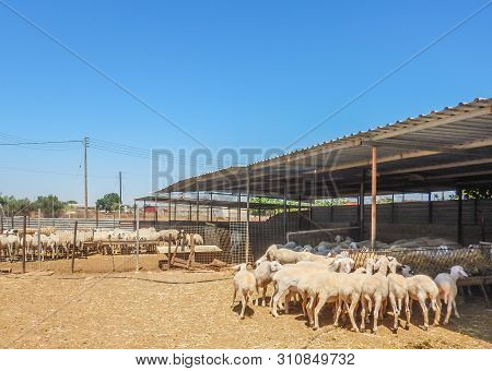 Sheep Farm For The Production Of Milk