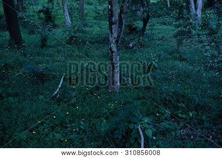 Background Nature Firefly Flying In Forest At Dusk, Prachin Buri, Thailand