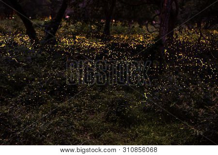 Background Nature Firefly Flying In Forest At Dusk, Prachin Buri, Thailand