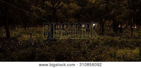 Background Nature Firefly Flying In Forest At Dusk, Prachin Buri, Thailand