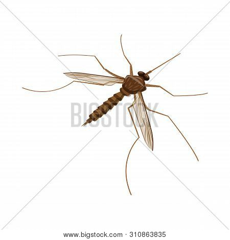 Vector Illustration Of Gnat And Mosquito Sign. Set Of Gnat And Virus Vector Icon For Stock.