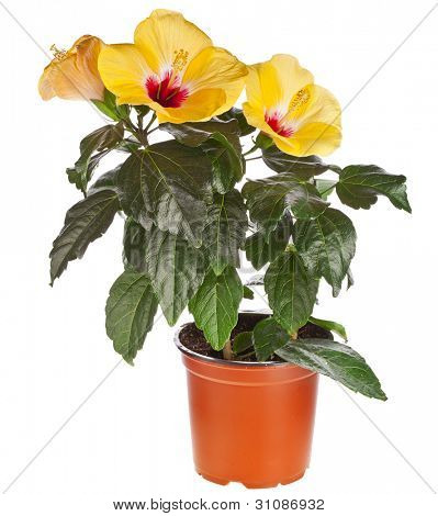 Keltainen hibiscus kukka kukkaruukku eristetty valkoisella taustalla