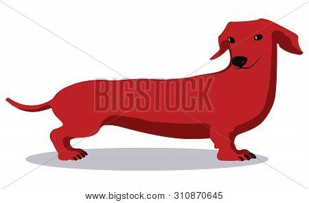 Sly Red Dachshund On A White Background. Vector Image