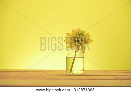 Beautiful Yellow Flowers On A Old Red Wooden Table, Yellow Background.