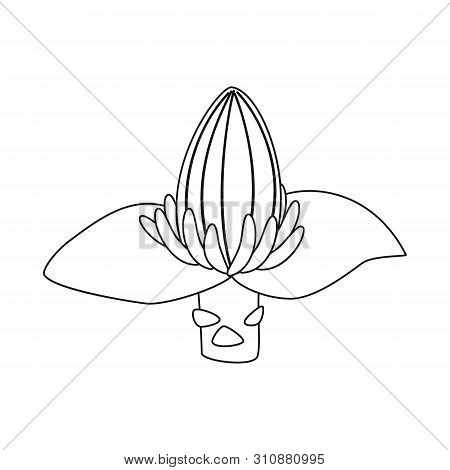 Vector Illustration Of Banana And Flower Icon. Set Of Banana And Tropic Stock Vector Illustration.