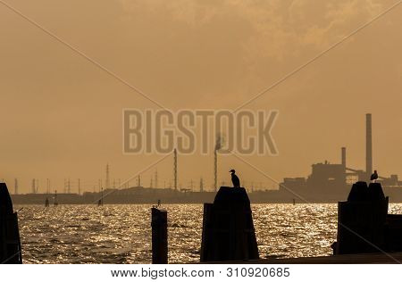 Venice, Italy - April 26: Natural Environment And Pollution In Venice Lagoon. A Cormoran Looks At Th