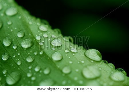 DROPS lehti