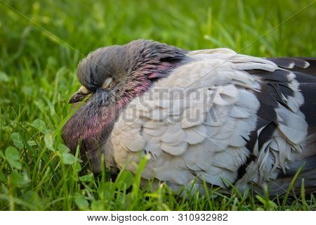 Close-up Photo Of Serbian Highflyer Pigeon, Resting In The Grass. Bird Lovers