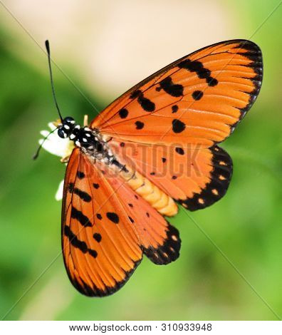 Small Lycaena Butterfly Having Yellowish Orange Wings With Black Spots Resting On A Flower
