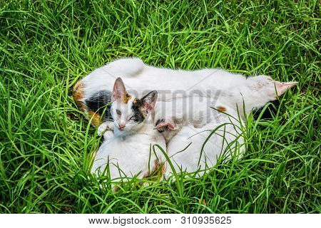 Stray Cat With Two Kitties Sleeping In Grass