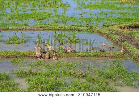 Ducks On A Rice Field, Rural Landscape, Bali Island, Indonesia