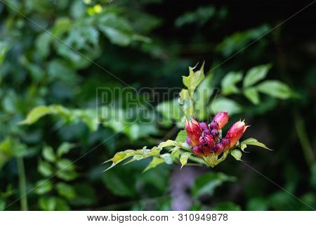 Campsis Radicans Flowers With Insects After Rain(trumpet Vine Or Trumpet Creeper) Also Known In Nort