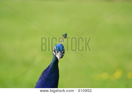 Pfau