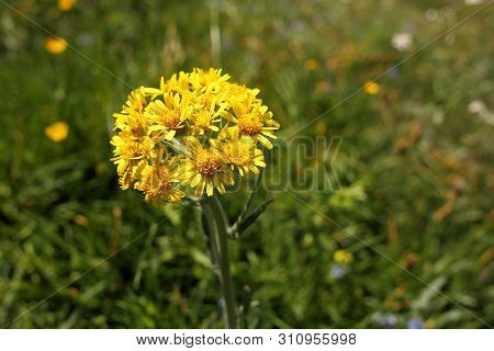 Rare Endemic Flower On A Mountain In Italy
