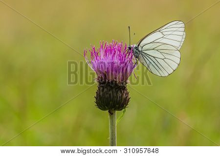 Large Black-veined White Butterfly Sitting On Purple Thistle Growing In A Meadow On A Sunny Summer D
