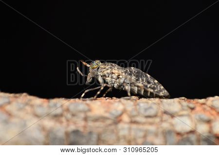 Close View Of Soldier Fly At Satara In Maharashtra, India