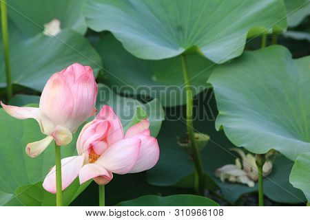 Pretty Lotus Buds In A Pond Full Of Flowers And Leaves
