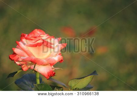 Solo Rose Flower Macro Shot Mixed Shade