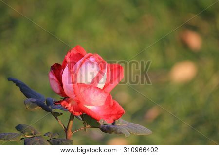 Pretty And Alluring Solo Rose Macro Shot